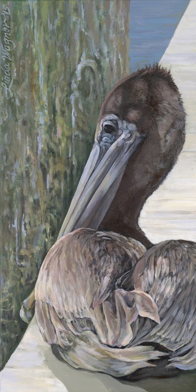 Resting Pelican