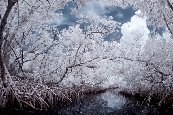 Mangrove Dreams