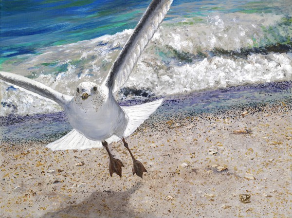 Seagull Comin&#39; Atcha